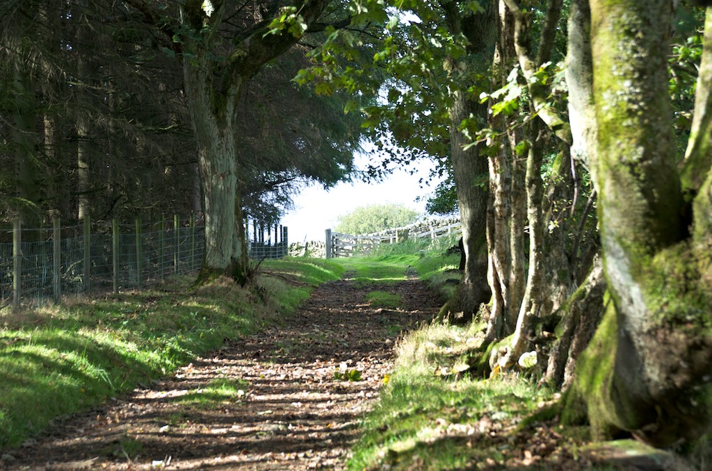 Langsett Woods