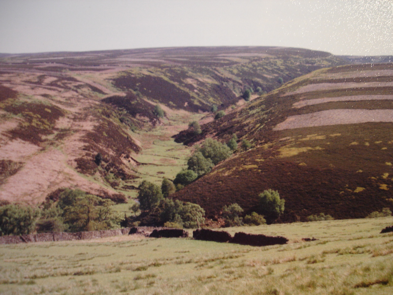 Natural Vegetation